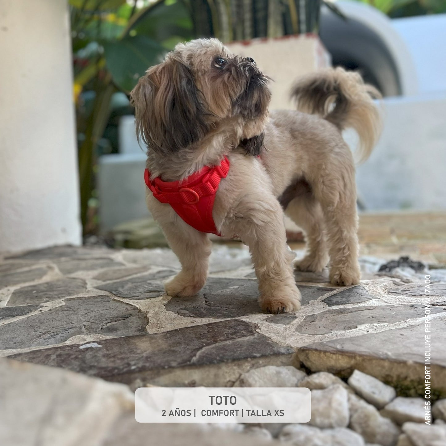 ARNÉS CONFORT + PORTA AIRTAG PERSONALIZADO