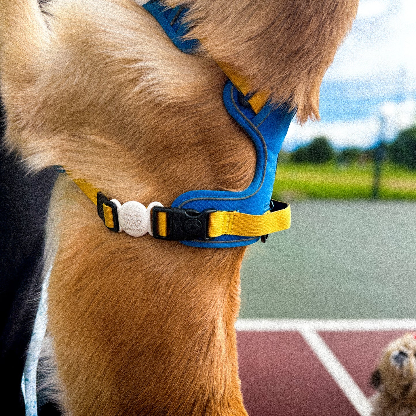 ARNÉS CASUAL SPORT + PORTA AIRTAG PERSONALIZADO