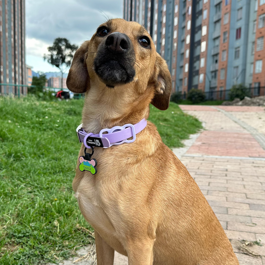KIT COLLAR CONFORT + PORTA AIRTAG PERSONALIZADO