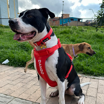 ARNÉS CONFORT + PORTA AIRTAG PERSONALIZADO