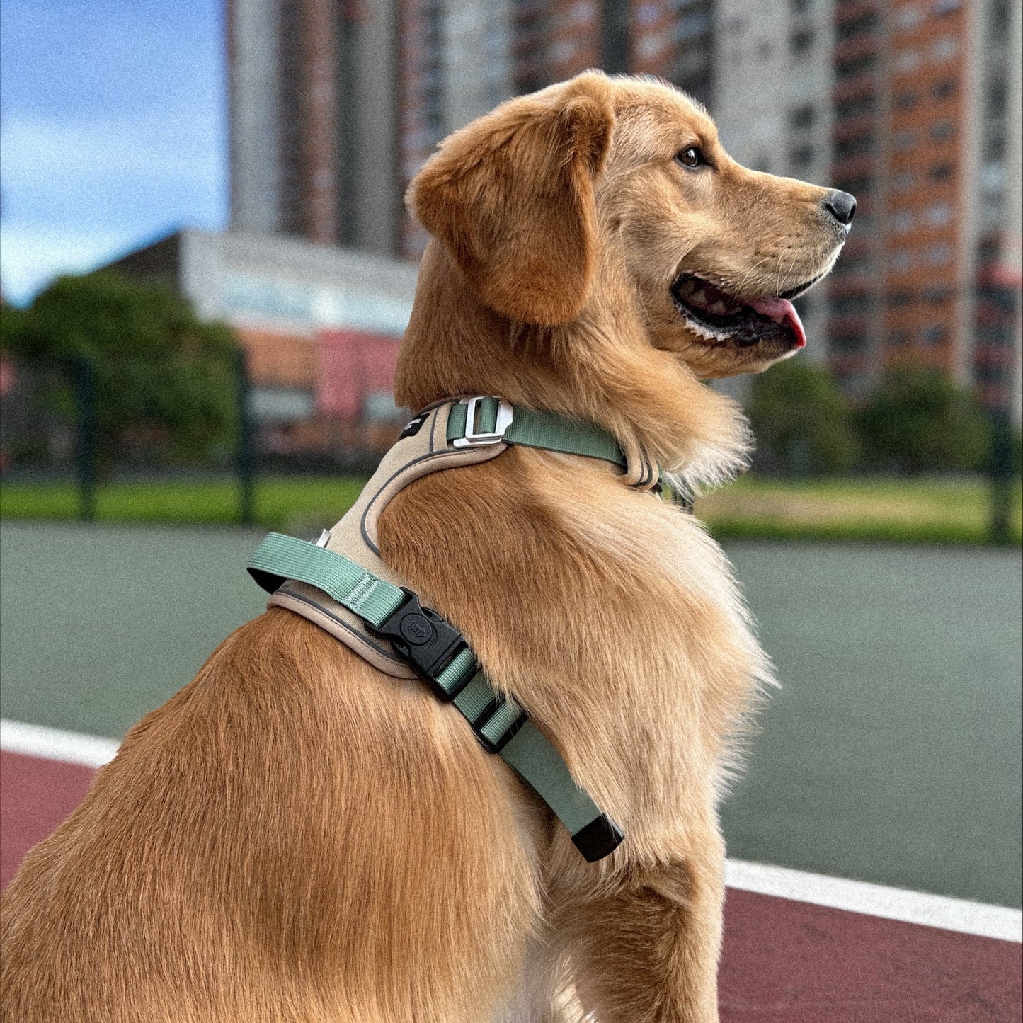 ARNÉS CASUAL SPORT + PORTA AIRTAG PERSONALIZADO