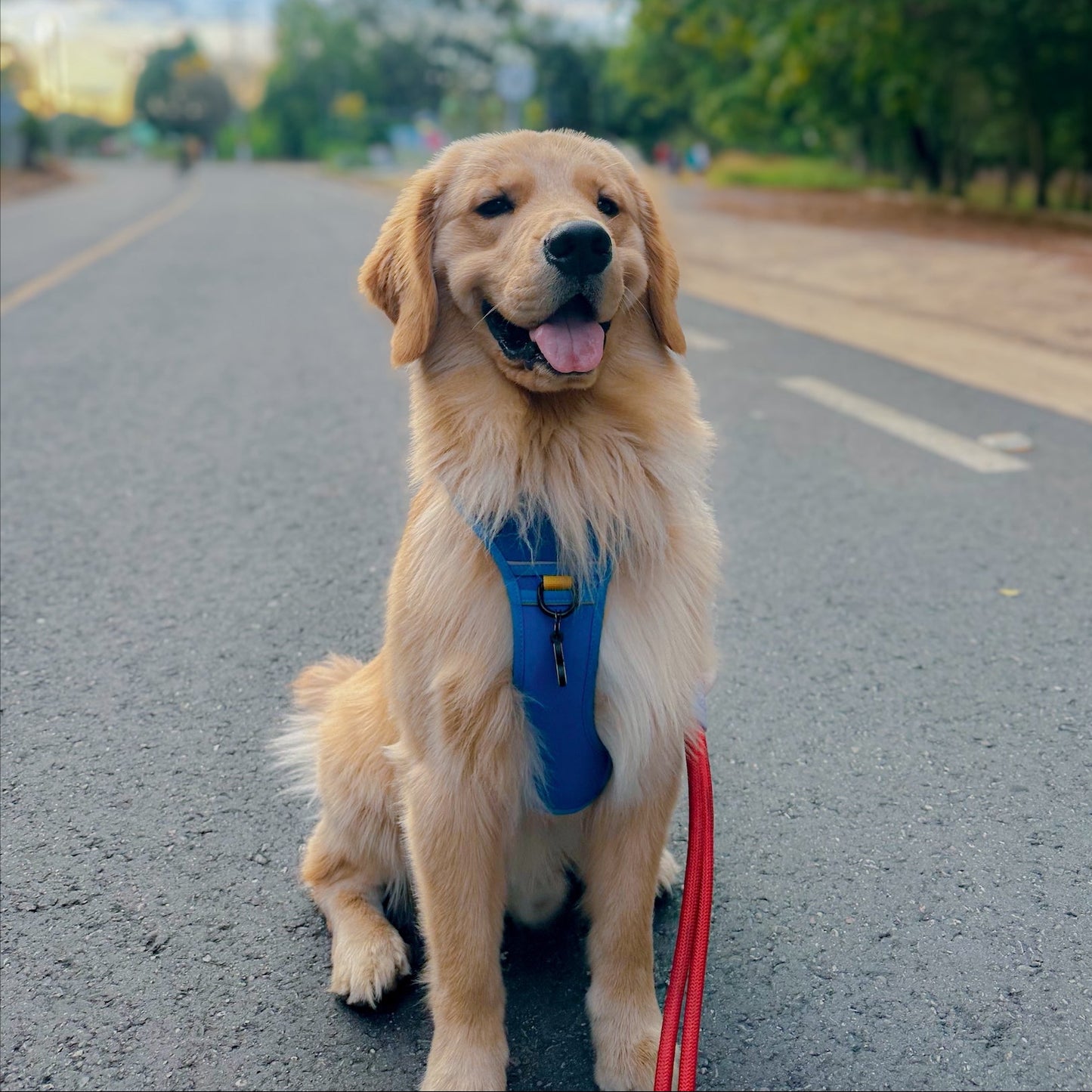 ARNÉS CASUAL SPORT + PORTA AIRTAG PERSONALIZADO