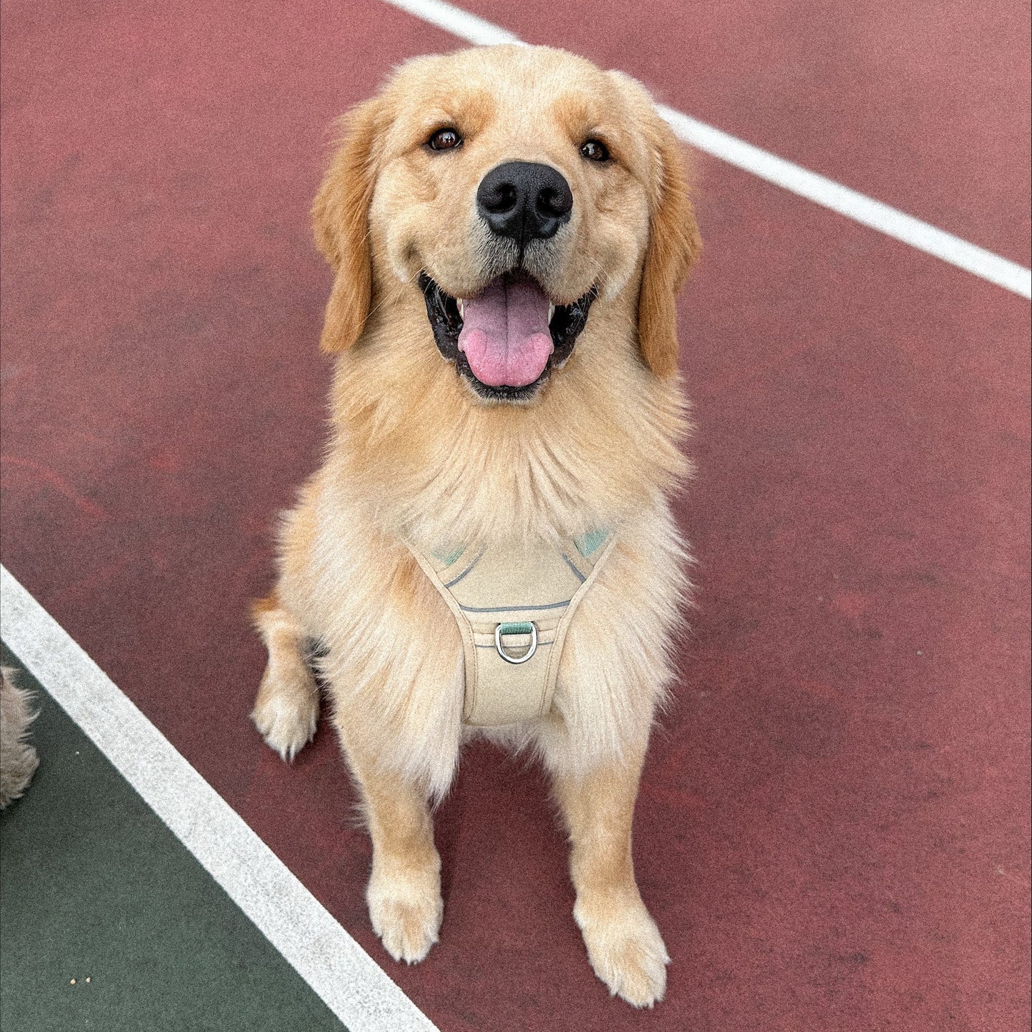 ARNÉS CASUAL SPORT + PORTA AIRTAG PERSONALIZADO